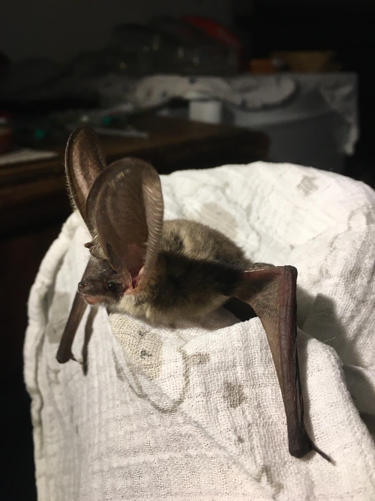 Fledermaus Beispielbild